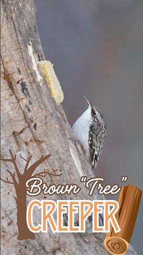 The Brown “Tree” Creeper. # #wildlife #birdspecies #nature #naturephotography #wildlifephotography