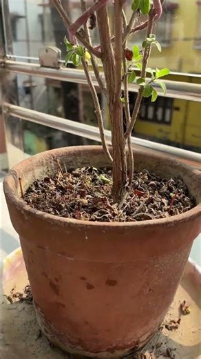 See what happens when you rub a one-taira coin with yellow.