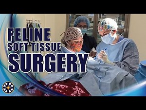 Feline Soft Tissue Surgery at NorthStar VETS