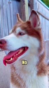 Discover Siberian Husky 🐕 #siberianhusky | Animals Facts