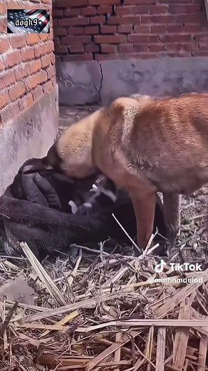 Incredible Military Dog Training Highlights