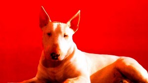 Baxter (With English Subtitles 1989) ♦️