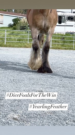 GypsyStruck’s newest addition!!!!! GGR Draw The Queen of Diamonds, bred by GypsyGlory Ranch, trained and shown by StarFireGypsy Starfire’s The Five Card Stud x BWG Cinnabar Chic By Cass #fivestarpairing #DiceFoalsDoItBest The Gypsy Vanner Horse Society | StarFireGypsy