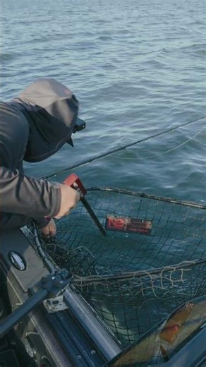 Net Buddy is coming to the 2026 Muskie Expo Chicago