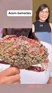 Acorn barnacles are known for its hard cone shape shell #barnacles #Informative #fblifestyle | Wylynda Ilagan