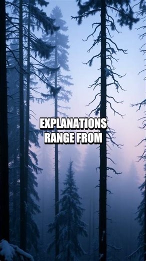 Rendlesham Forest The Night of Silent Orbs