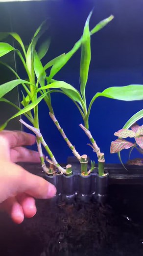 GreenFishGarden LLC (@greenfishgarden)’s videos with 1-800 - bbno$ & Ironmouse