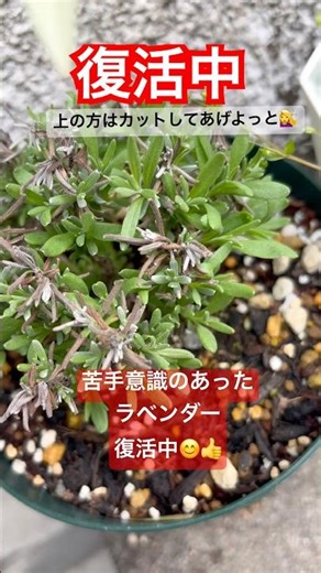 ラベンダー栽培が苦手だったけど復活中！#ラベンダー#ハーブ#花#植物 #庭作業 #枯れた #ガーデニング #花壇#園芸