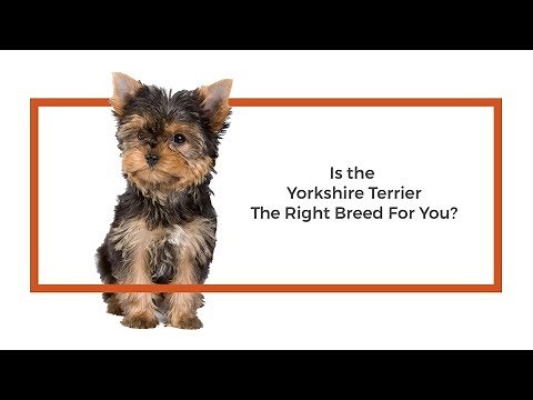 Everything you need to know about Havanese puppies! (2019)Yorkshire Terrier