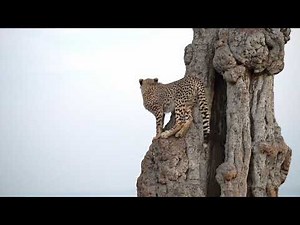 Tree climbing cheetah cub