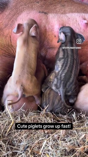 Adorable Cute Piglets Captured in Farm Life