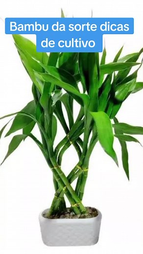 Cultivo do Bambu da Sorte: Dicas para Cultivar na Terra e na Água