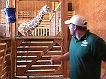 Video: Zoo seeks to confirm whether April the Giraffe is pregnant | Daily Mail Online