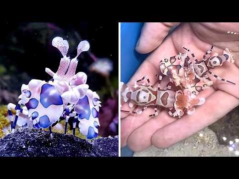 Harlequin Shrimp 🦐 Eats Starfish ALIVE!