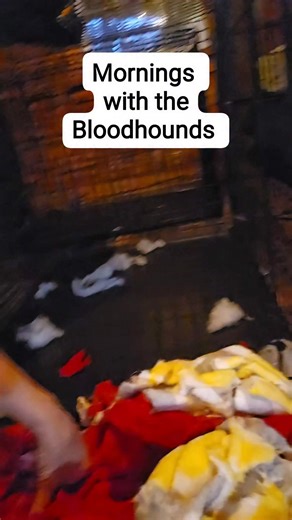 I mean...is there any other kind? | Tia Maria Torres of Pit Bulls & Parolees