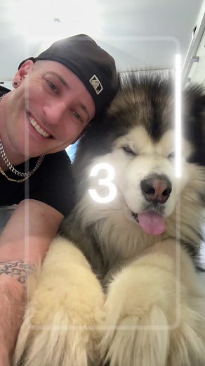 #lupoalaskanmalamute #alaskanmalamute #dog #dogs #wolfdog #wolf #lupo #perte #neiperte #foryou #foryoupage #love #bestfriend #viraltiktok #popular #puppylove #puppydog #puppytiktok #puppylife #puppy #tik_tok #petlover #malamute