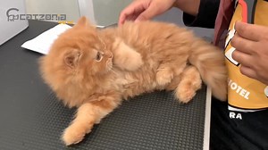 226K views · 5.6K reactions | Drama si Oyen vs nail cutter. Siapa...