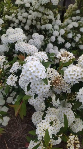 バラ科シモツケ属 コデマリ（小手毬）