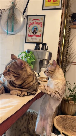 thor.jazz&joy su TikTok