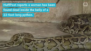 23-Foot Python Swallows Woman Whole