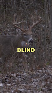 163K views · 1.2K reactions | Adding a ground blind to your hunting arsenal will allow you to hunt other place that you can’t hang a stand. Whether it is in the timber, on a field edge, or even in the middle of a field, a ground blind can still keep you in the hunt. | RAISED HUNTING | Facebook