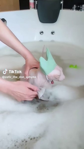 Sphynx Cat Bath Time Fun