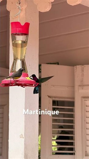 Oiseaux du jardin de balata en Martinique