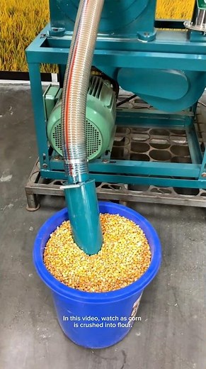 From Field to Flour: The Corn Revolution