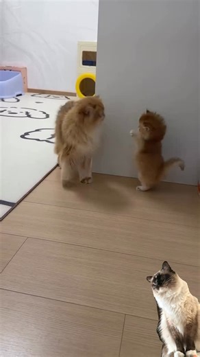 Darwin 🇨🇦 ragdoll cat on Instagram: "Darn! That’s me … just a different time #kittensplaying #catage #funnycatvideos"