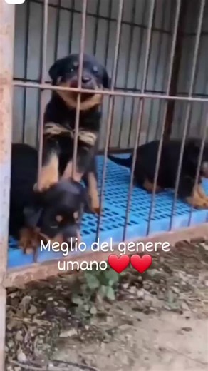Rottweiler Puppies Showcase Their Adorable Playfulness