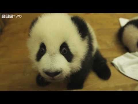Cute Baby Pandas in a Nursery - Natural World Special: Panda Makers - BBC