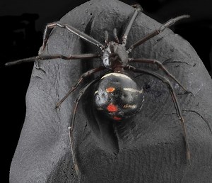 Discover 6 Black Spiders in Florida
