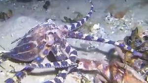 Blue-ringed octopus takes on angry crab in underwater battle