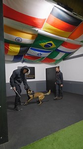 Another day, another bite work training 💪🐕‍🦺 #protectiondogsworldwide #dogtraining #eliteprotectiondogs | Protection Dogs Worldwide