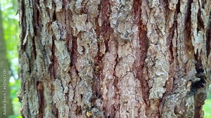 Tree resin on tree bark.Focus on the tree bark with the rest of the green forest blurred in the background. Texture of a tree trunk in the forest. Close-up of the texture of the old oak bark Stock Video