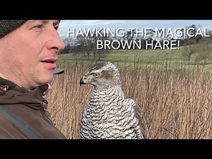 Falconry; hawking the mythical and magical brown hare with goshawks, Harris’ hawk and golden eagle!