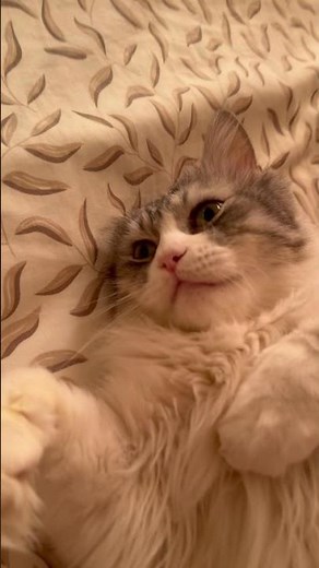 No videoing that’s what his saying #catlovers #catshorts #foryou