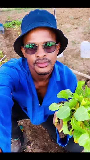 Cabbage Farming Tips for Young Farmers: Pest Control and Prevention