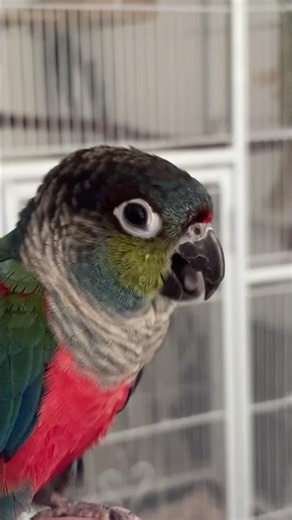 Crimson Bellied Conure Parrot Talking #talkingparrot #parrot #conure #crimsonbelliedconure