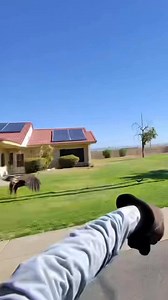 76K views · 887 reactions | Romeo can’t be stopped. As the year has progressed he has gotten better and better. This bird has come a long ways since we first brought him on the team. | Desert Kings Falconry | Facebook