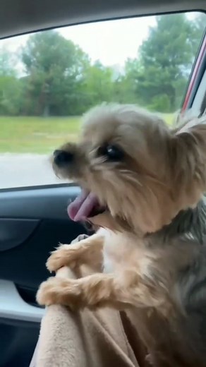 95K views · 3.2K reactions | So cute baby ❤️ | Yorkies Gram | Facebook