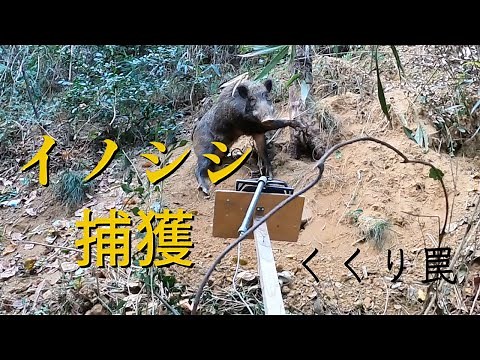 くくり罠電気止め刺し機の使い方。今にも突進してきそうなイノシシに鼻止めしました。
