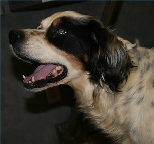 What To Give A Dog For Severe Mucus & Vomiting - Cuteness