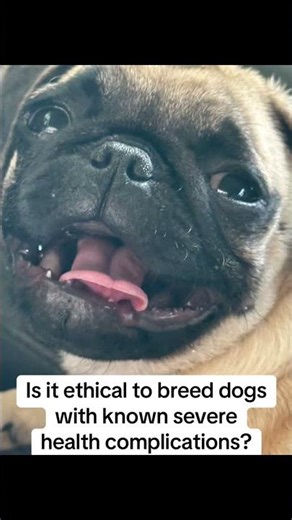 Some say pugs should no longer be bred due to the risk of severe health problems they face