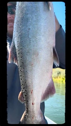 California King Salmon on the Feather River – Jet Boat Battle!