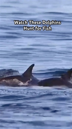 Watch These Dolphins Hunt for Food