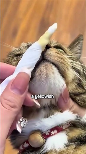 The Cat Nose Trick Every Owner Should Know 🐱