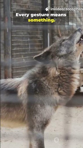 Wolves Have a Complex Language