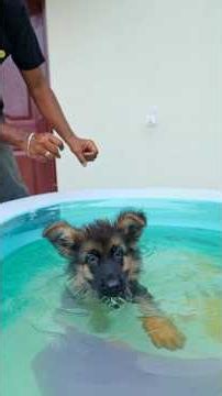 Karuppan's First Swimming Pool Bath! 🐶💦 | Cute German Shepherd Puppy