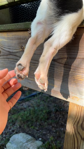 Warming the beans | Furry Tails